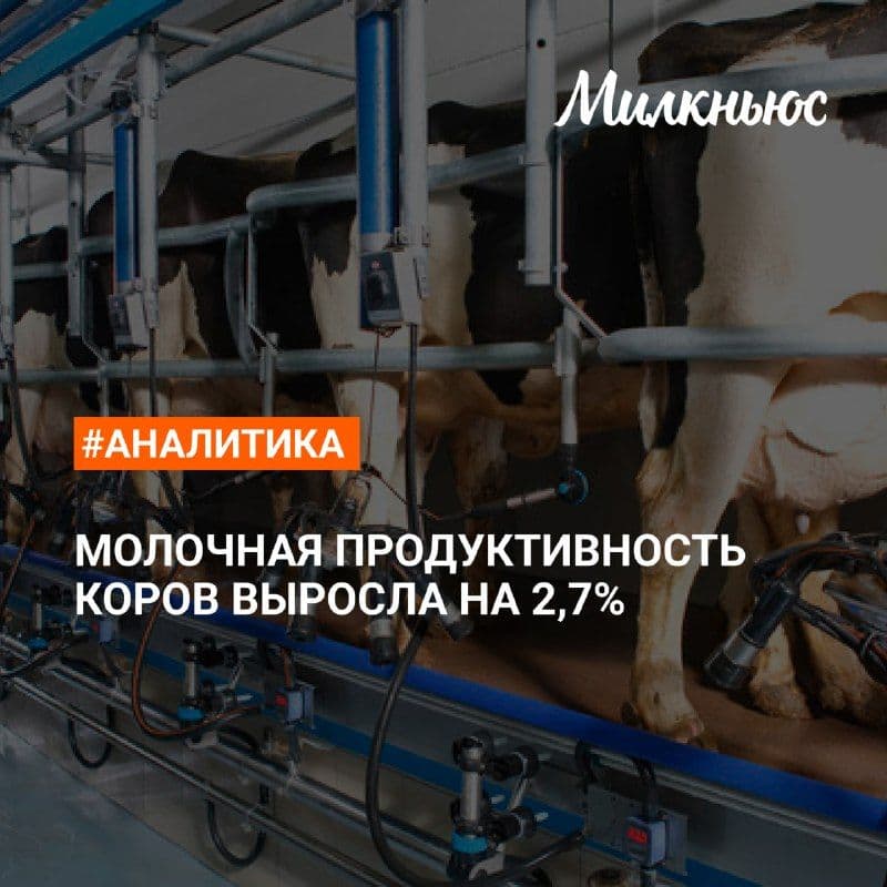 Надои молока на одну корову в сельхозорганизациях выросли в среднем на 2,7% – до 4053 кг в январе-мае 2026 года по сравнению с…